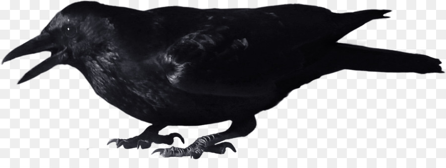 Krähe Clip art - schwarze Krähe