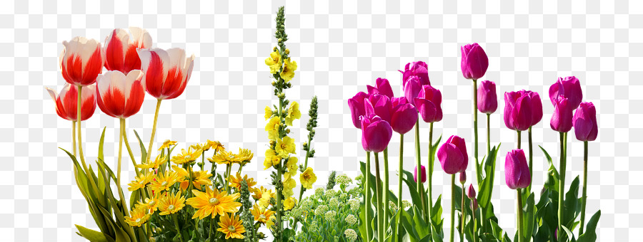 Vườn hoa Hồng Pansy - biên giới mùa xuân