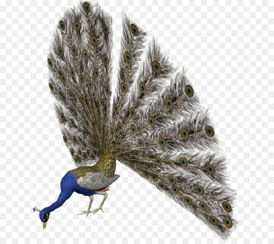 Chim thổ nhĩ kỳ Lông Clip nghệ thuật - jc