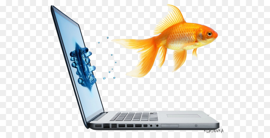 Laptop-Computer-Monitore von Hewlett-Packard Responsive web design - springen Fische