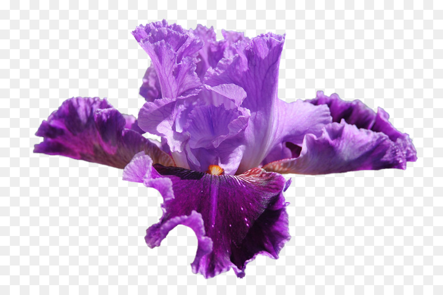 Iris Blume clipart - Iris