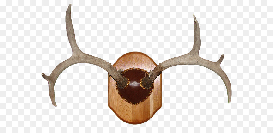 Deer Horn Trophäe Jagd-Geweih - Hirschgeweih