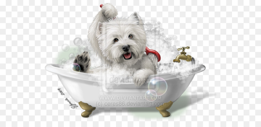 West Highland White Terrier, Malteser Hund Welpen, Foxterrier Hunderasse - Welpen