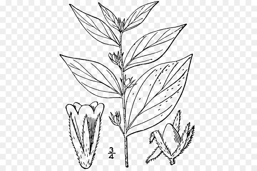 Lithospermum latifolium Arten Crinum latifolium Pflanze - andere