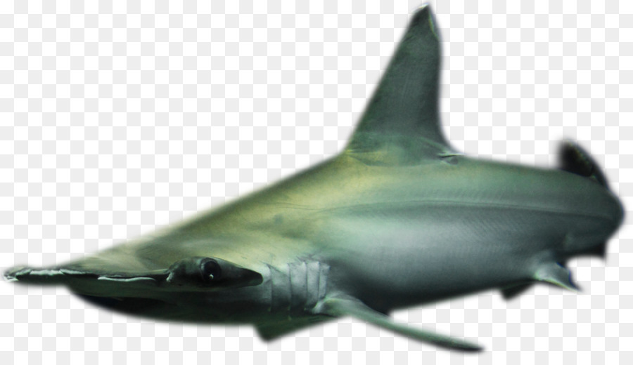 Requiem cá mập コベック sống 株 sống Đáy biển sinh vật học Biển động vật Biển có vú - những người khác