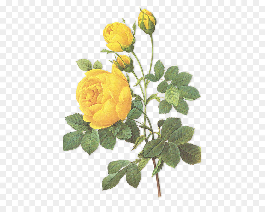 La scelta dei fiori più belli che l'illustrazione Botanica Rosa Botanica - rosa