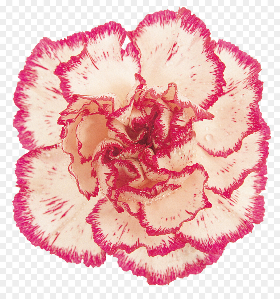 Garofano Rosa, fiori recisi, Clip art - altri