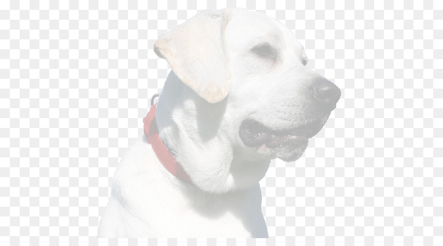 Labrador Con Chó giống con chó Đồng - con chó con