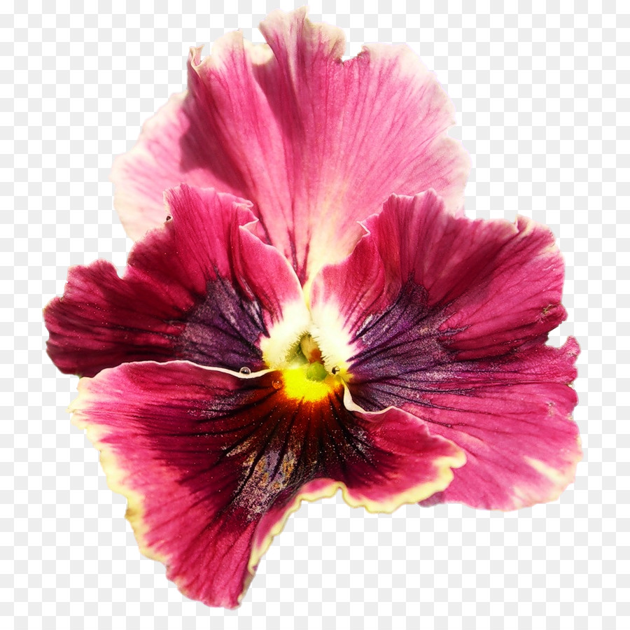 Pansy Hibiscus Magenta pianta Annuale - altri