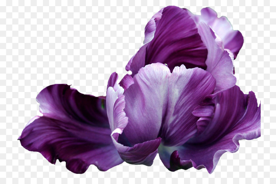 Blume Tulpe Animaatio Blume - Iris