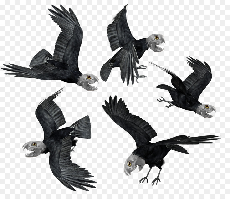 Uccello Aquila del corvo imperiale cornacchia - uccello