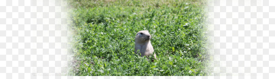 Wheatgrass Ecosistema Becco Albero - cane della prateria