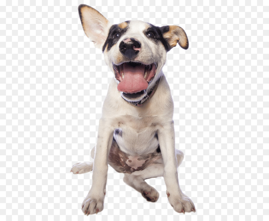 Cane razza Cucciolo di Animale domestico Veterinario - cane naso