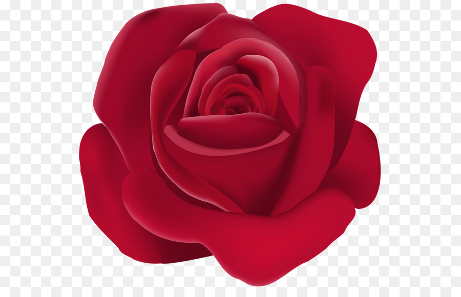 Hoa hồng trong vườn Floribunda Clip nghệ thuật - nhất định