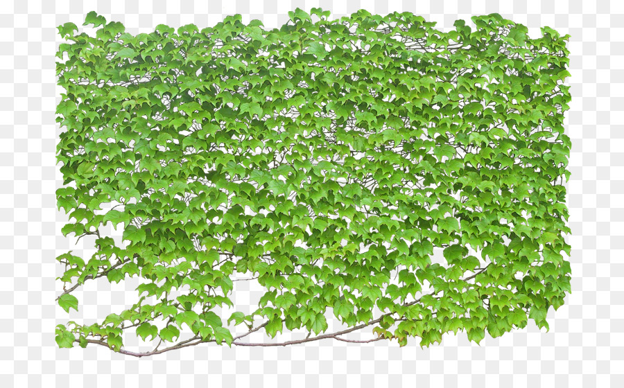 Ivy Leaf img