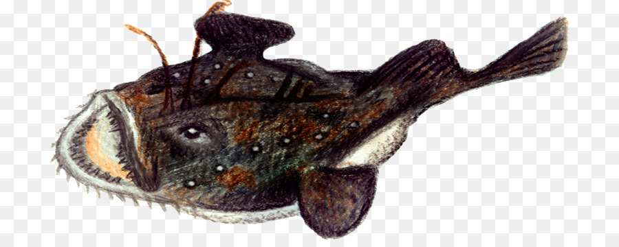 Rana pescatrice rana pescatrice Norvegia merluzzo - DI