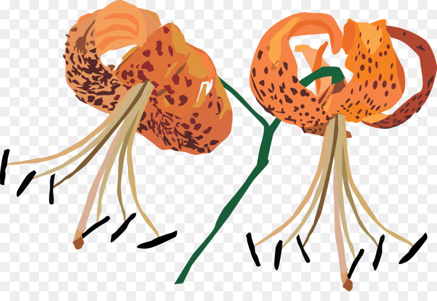 Transvaal daisy Flower Clip art - fiore