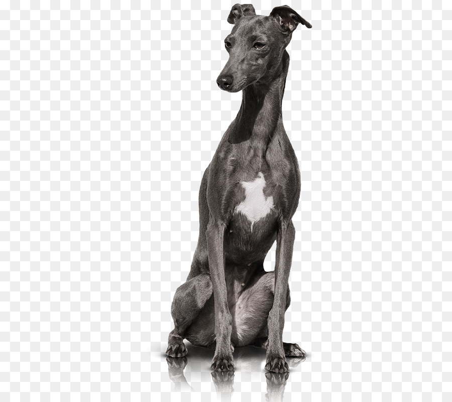 Italienisches Windspiel Whippet Spanische greyhound Sloughi - Englisch toy terrier
