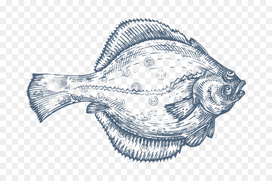 Plattfische Zeichnung Flunder - Fisch