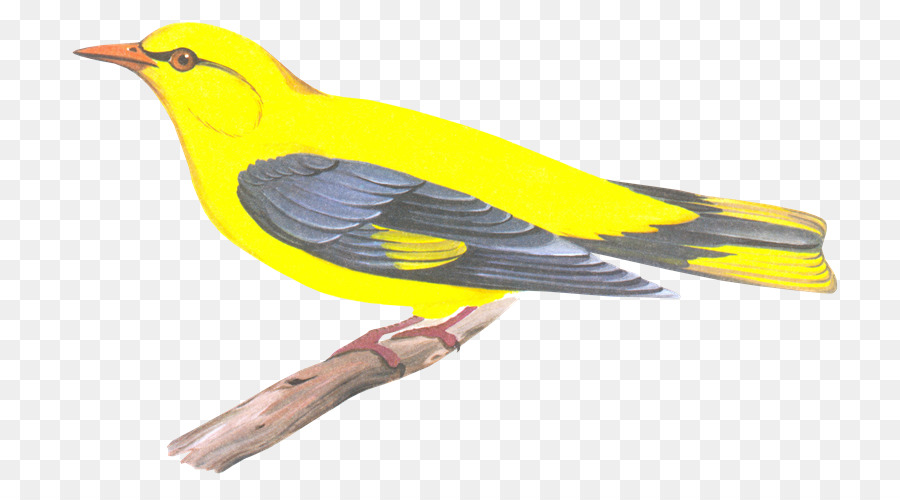 Eurasian golden oriole Finch Vogel Schnabel Alten Welt orioles - Vögel