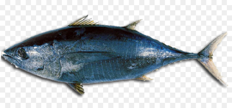 Tonno il tonno rosso dell'Atlantico tonno bianco tonno panino di pesce per la coda, lunga e di Bige - tonno