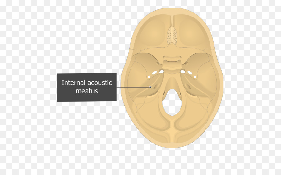 Petrous parte dell'osso temporale Interna meato uditivo - cranio