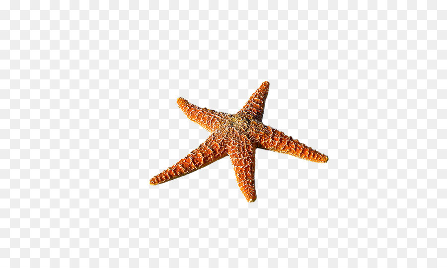 Starfish Beach Seaside resort Ferienwohnung - Gg