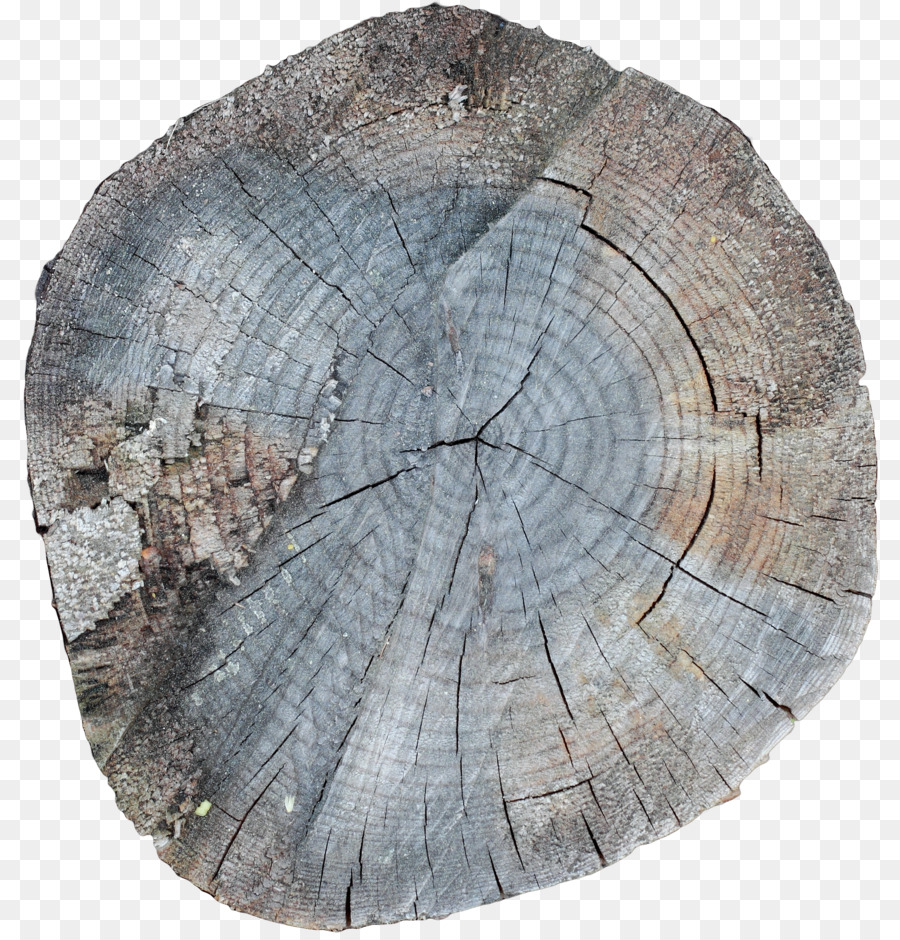 7. Januar /m/083vt Holz Stock Fotografie - Baum ring
