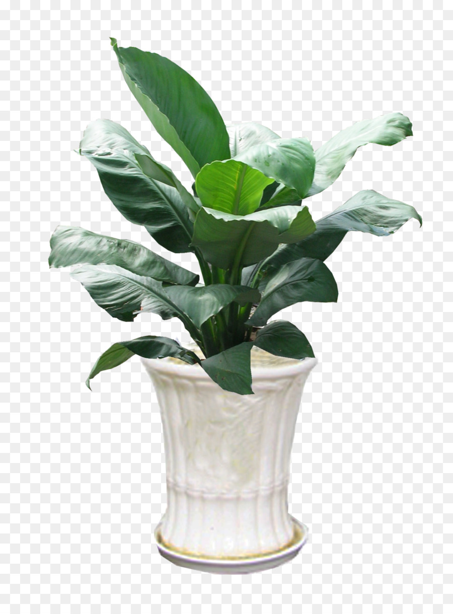 Pianta ornamentale giglio di Pace Orchidee Spathiphyllum patinii Homo sapiens - orchidee
