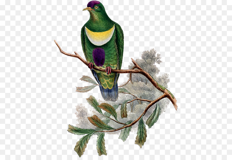 Chim Vịt Nền máy tính nghệ thuật Clip - Peacock