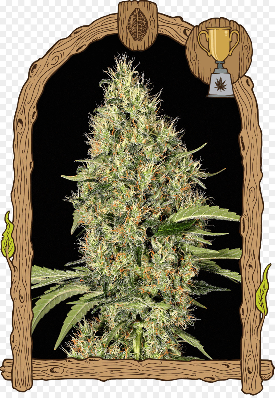 Cannabis sativa-Marihuana Samen White Widow - Cannabis