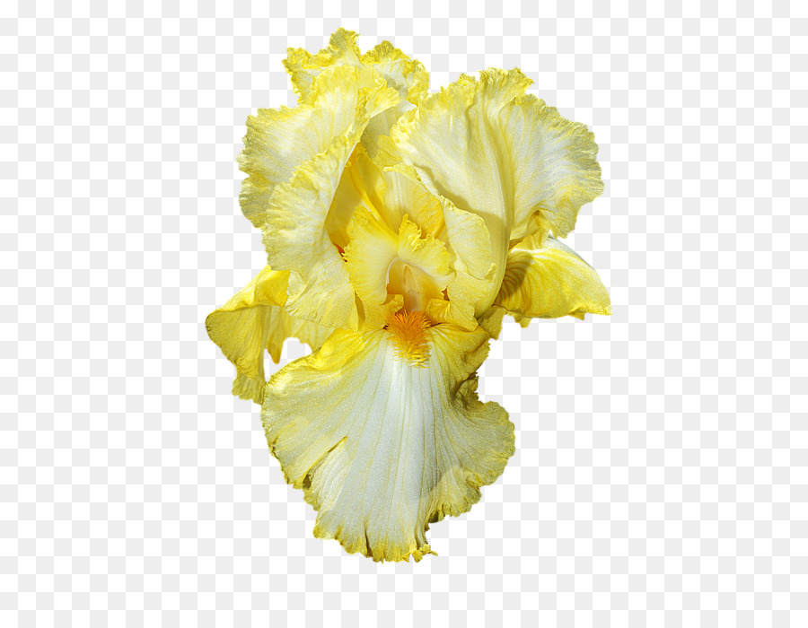 Schneiden Sie die Blumen Blütenblatt Grasse, Iris-Blüten - iris Blume