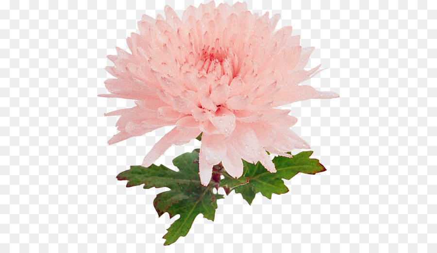Hoa cúc cẩm Chướng Dahlia Cắt hoa mẫu đơn - hoa cúc