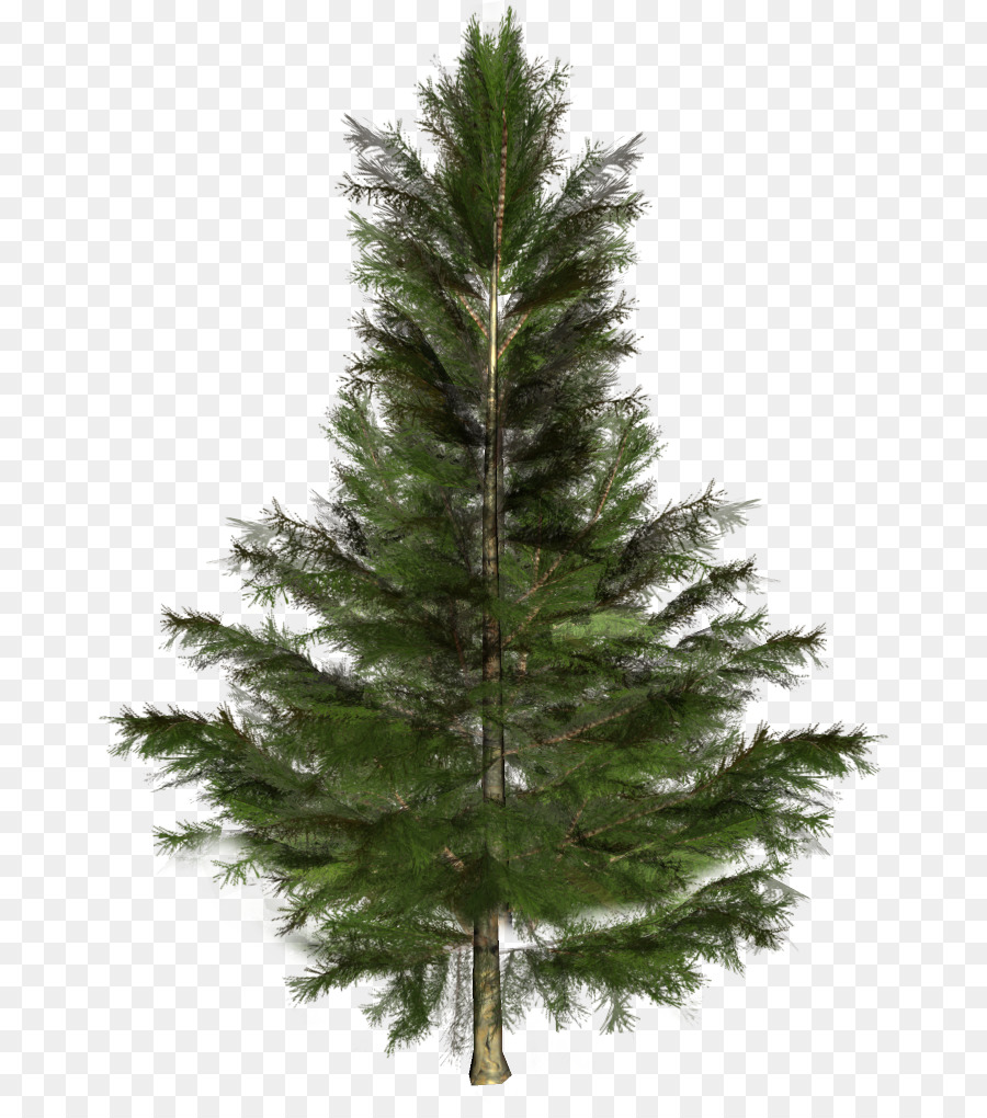 Fichten Tannen Kiefern Weihnachtsbaum - Baum