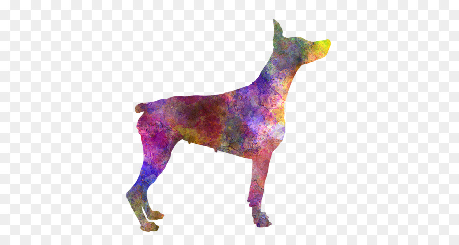 Cane di razza Dobermann Pinscher cane da Guardia e Squirt - rosmarino