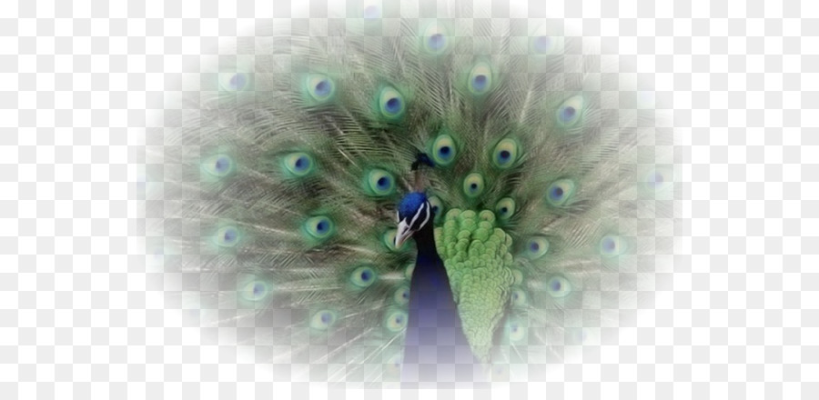 Uccello Animaatio Inghilterra - Pavone