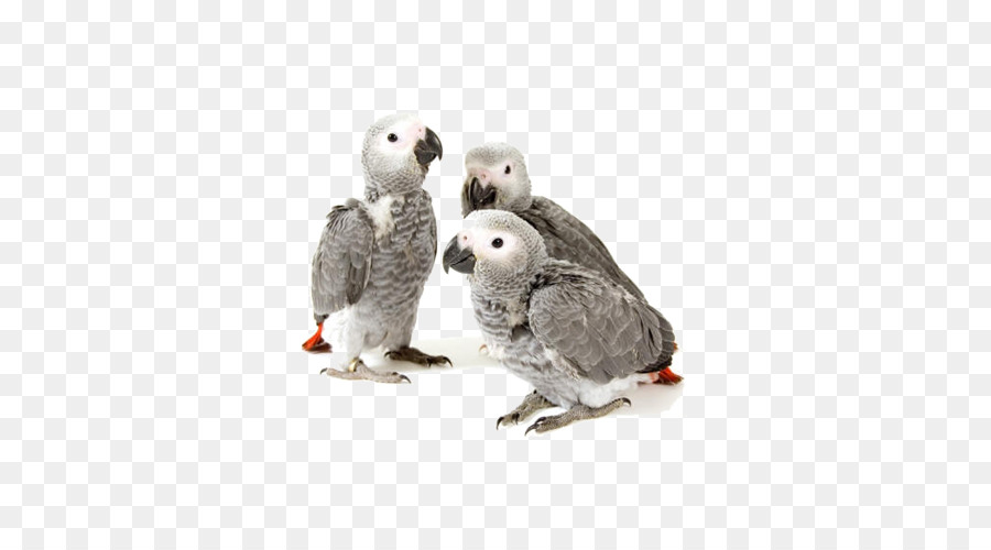 Disegno infantile del Cockatiel del pappagallo di Gray Grays africano - africano grigio