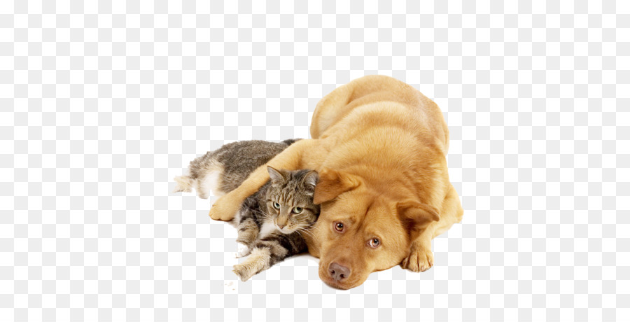 Katze, Hund, Tierarzt, Tierheim Desktop Wallpaper - Katze
