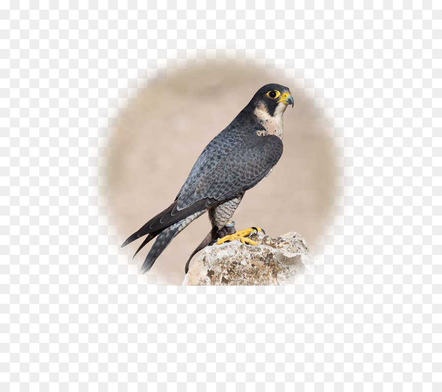 Falco pellegrino Animale - uccello