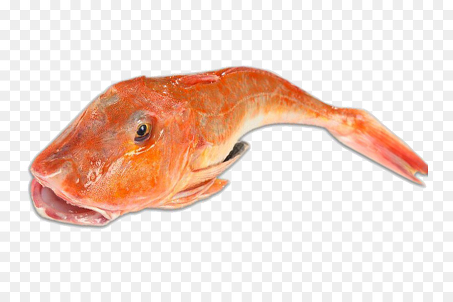 Northern red snapper, zuppa di Pesce, Vasca gallinella di Mare robins - pesce