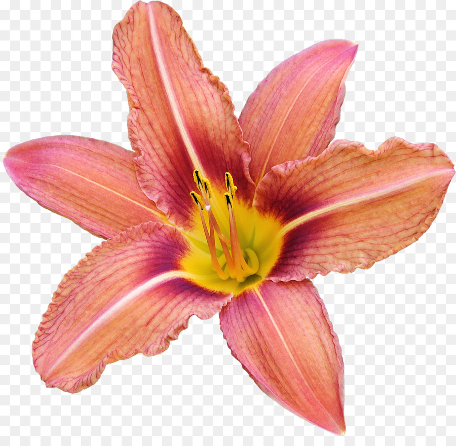 Amaryllis-Schnittblumen Blütenblatt - andere