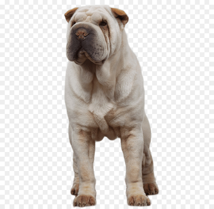Shar Pei Toy Bulldog Volte-Pei Cane di razza - altri