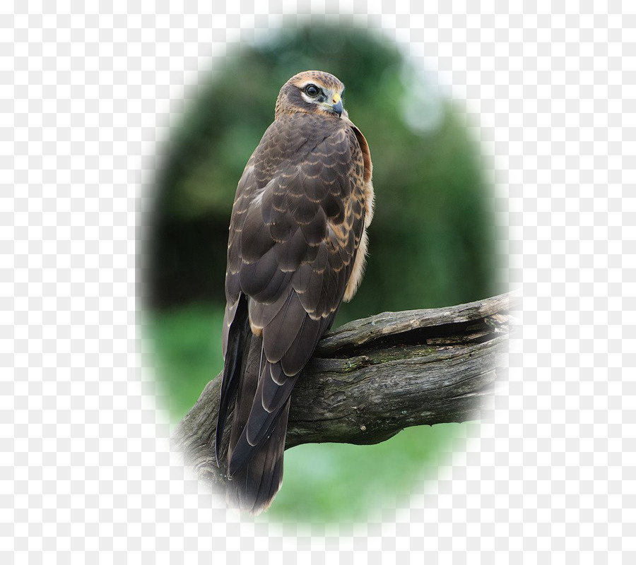 Hawk Circinae Montagu's Harrier kornweihe Falconiformes - andere