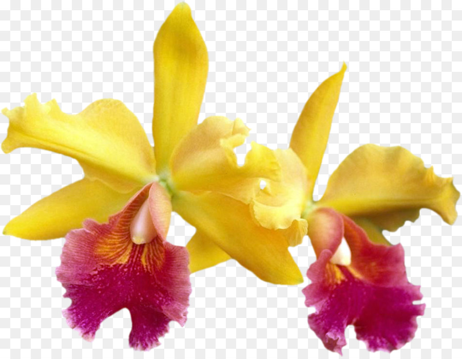 Crimson Cattleya Motten Orchideen Schnittblumen Dendrobium - andere
