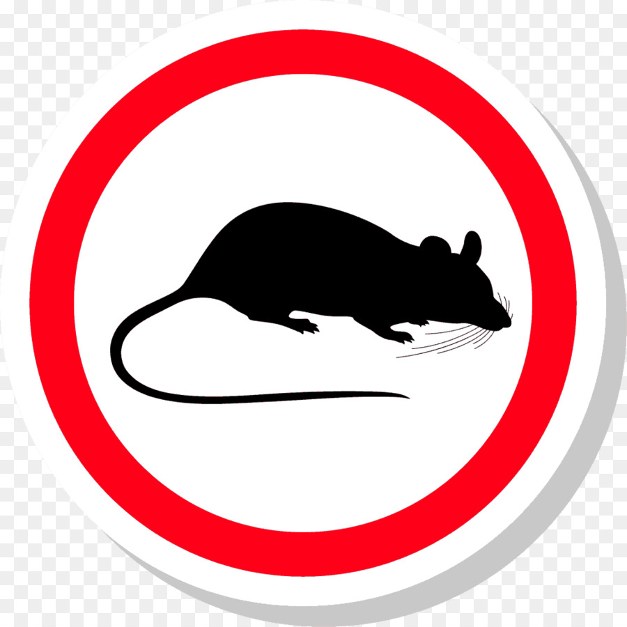 Ratte Maus Schädlingsbekämpfung Nagetier - Ratte