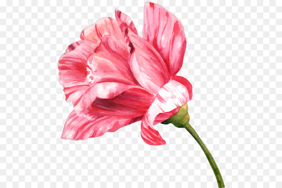 Hoa Màu nước sơn Vẽ Bud - hoa