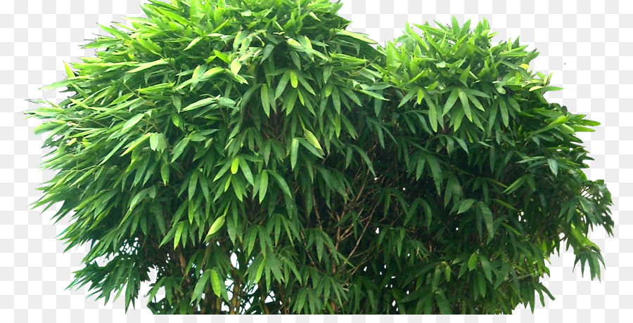 Tropical woody Bambus-Rendering-Baum - Baum