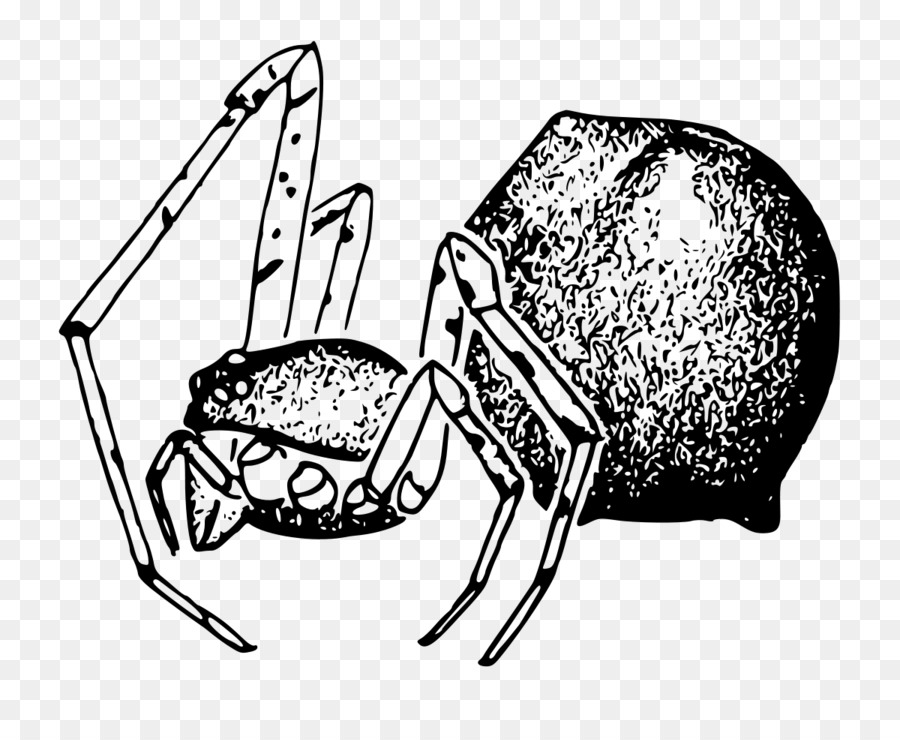 Spider Cabello Säugetier Stemmops Gattung - Spinne