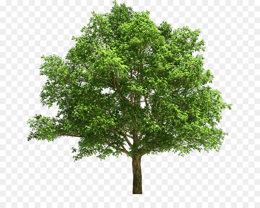 Fotografia Stock Albero di Acero Rovere - albero