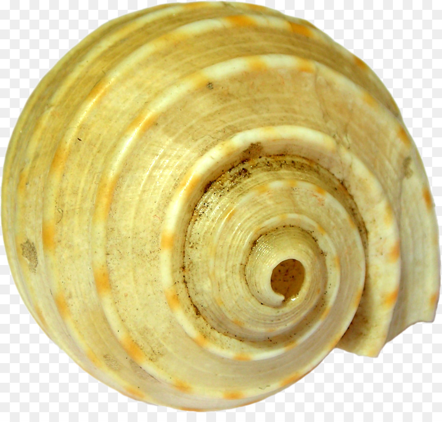 Ốc sên biển Veneroida - ốc